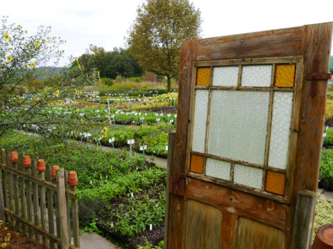 SARASTRO Staudengärtnerei und Schaugarten