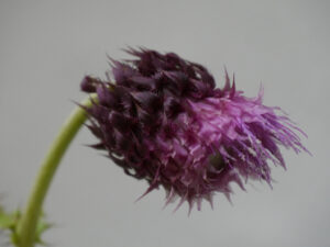 Cirsium purpatum, SARASTRO Staudengärtnerei und Schaugarten