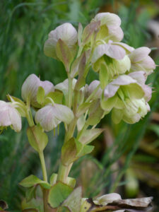 Helleborus x sterii (H.lividus x H. argutifolius), Hermannshof  Weinheim