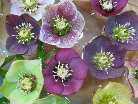 Helleborus x hybridus, Mixed, Wurzerlsgarten