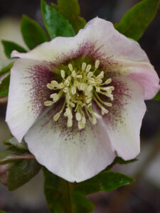 Helleborus x hybridus, Sämlinge in Wurzerlsgarten