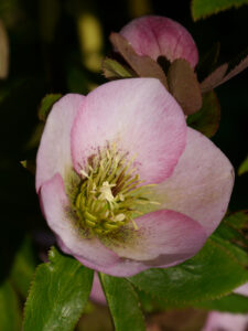 Helleborus x hybridus, Sämlinge in Wurzerlsgarten