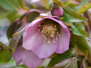 Helleborus x hybridus, Sämlinge in Wurzerlsgarten