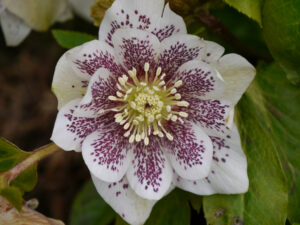 gefüllte Helleborus x hybridus im Ahorn-Eck in Wurzerlsgarten