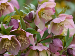 Helleborus x hybridus, Sämlinge im Steingarten in Wurzerlsgarten