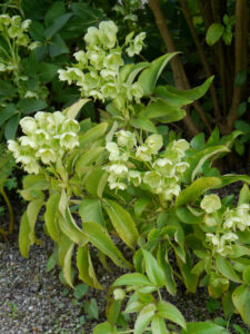 Helleborus argutifolius, Hermannshof Weinheim