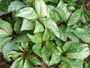 Helleborus x ericssmithii 'Winter Moonbeam', Wurzerlsgartenn