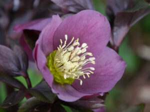 Helleborus purpurascens Sämling, Wurzerlsgarten