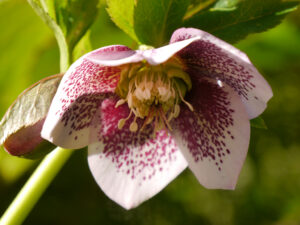 Helleborus x hybridus 'Schmetterling' in Wurzerlsgarten