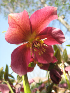 Helleborus x hybridus, Sämling in Wurzerlsgarten