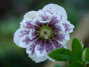 Helleborus x hybridus, Sämling in Wurzerlsgarten