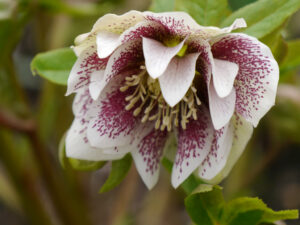 Helleborus x hybridus, Sämling in Wurzerlsgarten