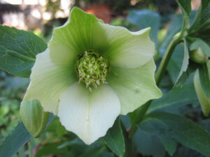 Helleborus orientalis, Karaca-Arboretum, Yalova, Türkei