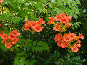 Campsis radicans, Trompetenblume im Garten Erna de Wolff