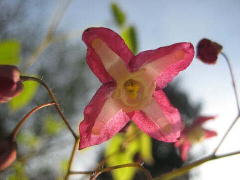 Epimedium - die Elfen kommen.