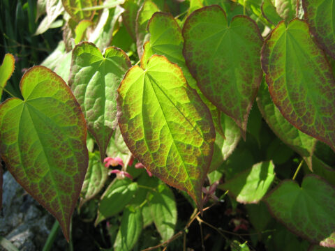 Epimedium x rubrum, (alpinum x grandiflorum) in Wurzerlsgarten