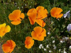 Escholzia californica, Myosotis, Wurzerlsgarten
