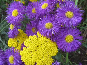 Achillea Hybride, Erigeron 'Azurfee'