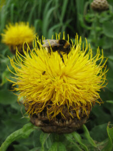 Centaurea macrocephala, Wurzerlsgarten
