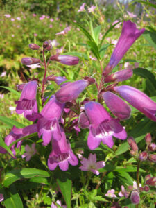 Penstemon 'Pensham Czar'
