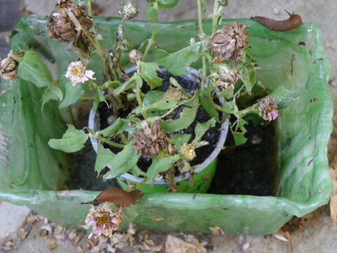 Von Schnecken gefressene Zinnien in Wurzerlsgarten.