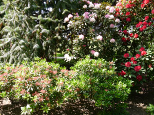 Rhododendronpark im Park der Gärten, Bad Zwischenahn