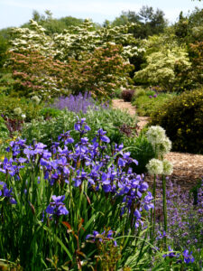 Blumenhartriegel, Iris und Allium im Park der Gärten, Bad Zwischenahn