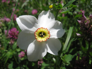 Narcissus poeticus in den Trauttmansdorffer Gärten, Meran