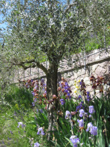 Olivenhain mit Iris barbata in den Trauttmansdorffer Gärten