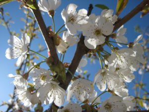 Kirschblüte in den Gärten von Schloss Trauttmansdorff, Meran