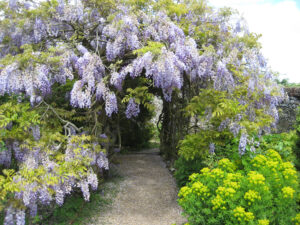 Wisteria in Greys Court