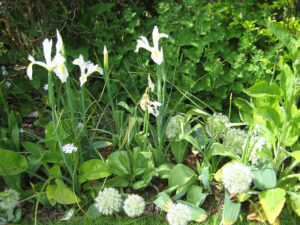 White Garden mit Allium 'Ivory Queen' und Iris holandica im White Garden von Greys Court