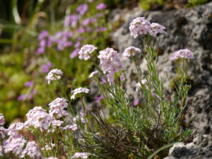 Aethionema armenum, Armenisches Steintäschel, Alpinum des Botanischen Gartens München