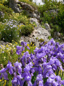 Iris im Alpinum des Botanischen Gartens München