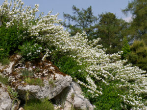 Chamaecytisus purpureus 'Albus', im Alpinum des Bot. Garten München