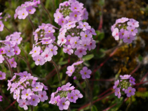 Androsace studiosorum, Liebhaber-Mannsschild im Alpinum des Botanischen Gartens München
