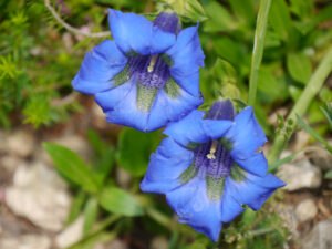 Gentiana dinarica, Dinarischer Enzian im Alpinum des Botanischen Gartens München