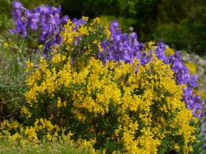 Ginster und Iris im Alpinum des Botanischen Gartens München