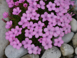 Dianthus simulans im Alpinum des Botanischen Gartens München