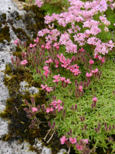 Saponaria pumilio, Alpinum, Bot. Garten München
