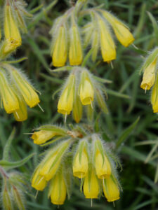 Onosma polyphylla, Vielblättrige Lotwurz, Alpinum, Bot. Garten München