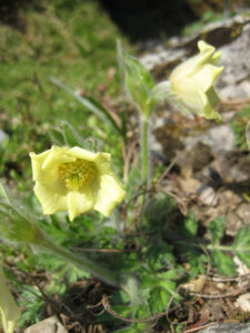 Pulsatilla albana, Alpinum, Bot. Garten München