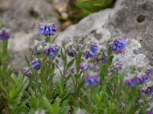 Paramoltkia doerfleri, Alpinum des Botanischen Gartens München 