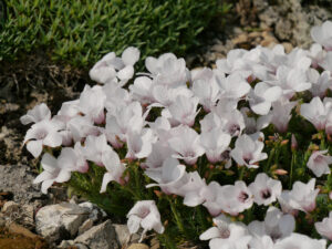 Linum suffruticosum, Strauchiger Lein im Alpinum des Botanischen Gartens