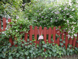 Gartenzaun mit Clematis im Landhausgarten Hantelmann
