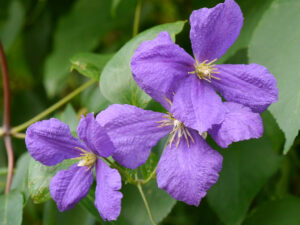 Clematis jackmanii im Landhausgarten Hantelmann