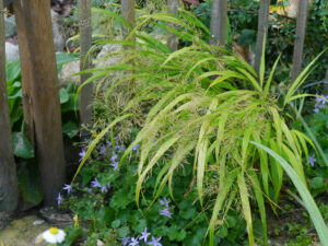 Teichrand im Zwergenland im Landhausgarten Hantelmann