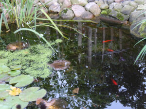 Teich im Zwergenland im Landhausgarten Hantelmann