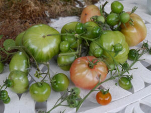 Tomaten im Landhausgarten Hantelmann