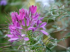 Cleome hassleriana, Spinnenblume,  im Landhausgarten Hantelmann